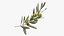 Olive Branch with Green Olives