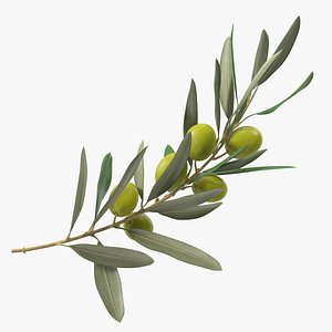 3D Olive Branch with Green Olives