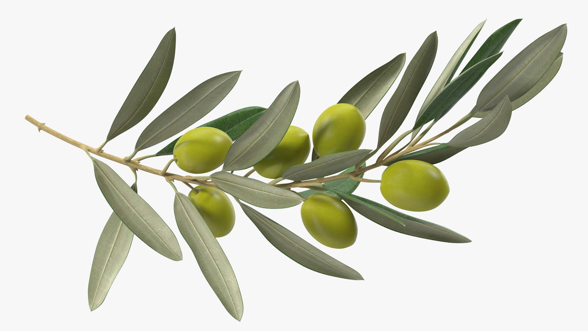 3D Olive Branch with Green Olives https://p.turbosquid.com/ts-thumb/DU/Ygy0B3/Wb/olivebranchwithgreenolivesmb3dmodel007/jpg/1660662711/1920x1080/fit_q87/1dbe30084b9df3b0b1a482225d39441378b779bf/olivebranchwithgreenolivesmb3dmodel007.jpg