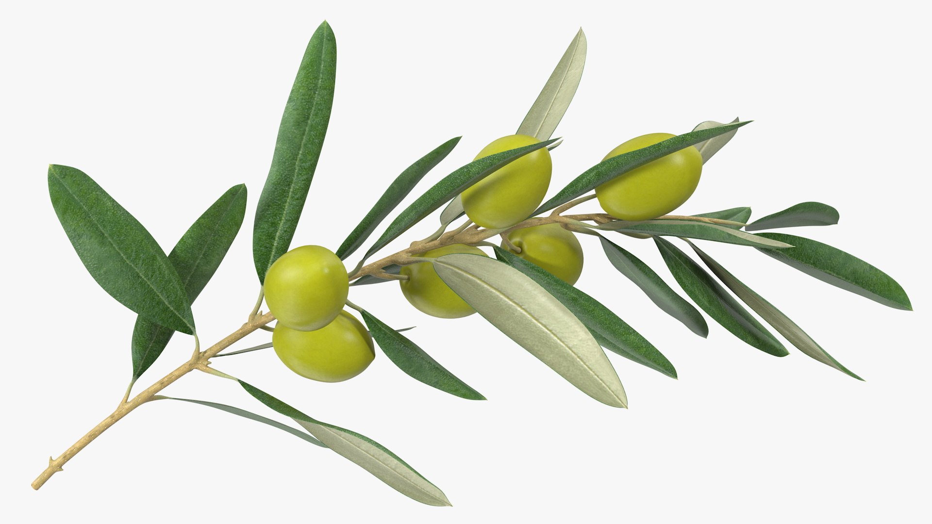 3D Olive Branch with Green Olives https://p.turbosquid.com/ts-thumb/DU/Ygy0B3/YG/olivebranchwithgreenolivesmb3dmodel010/jpg/1660662719/1920x1080/fit_q87/e01628faac817070b6c0fe35ef2c36d0c8a4b279/olivebranchwithgreenolivesmb3dmodel010.jpg