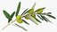 Olive Branch with Green Olives