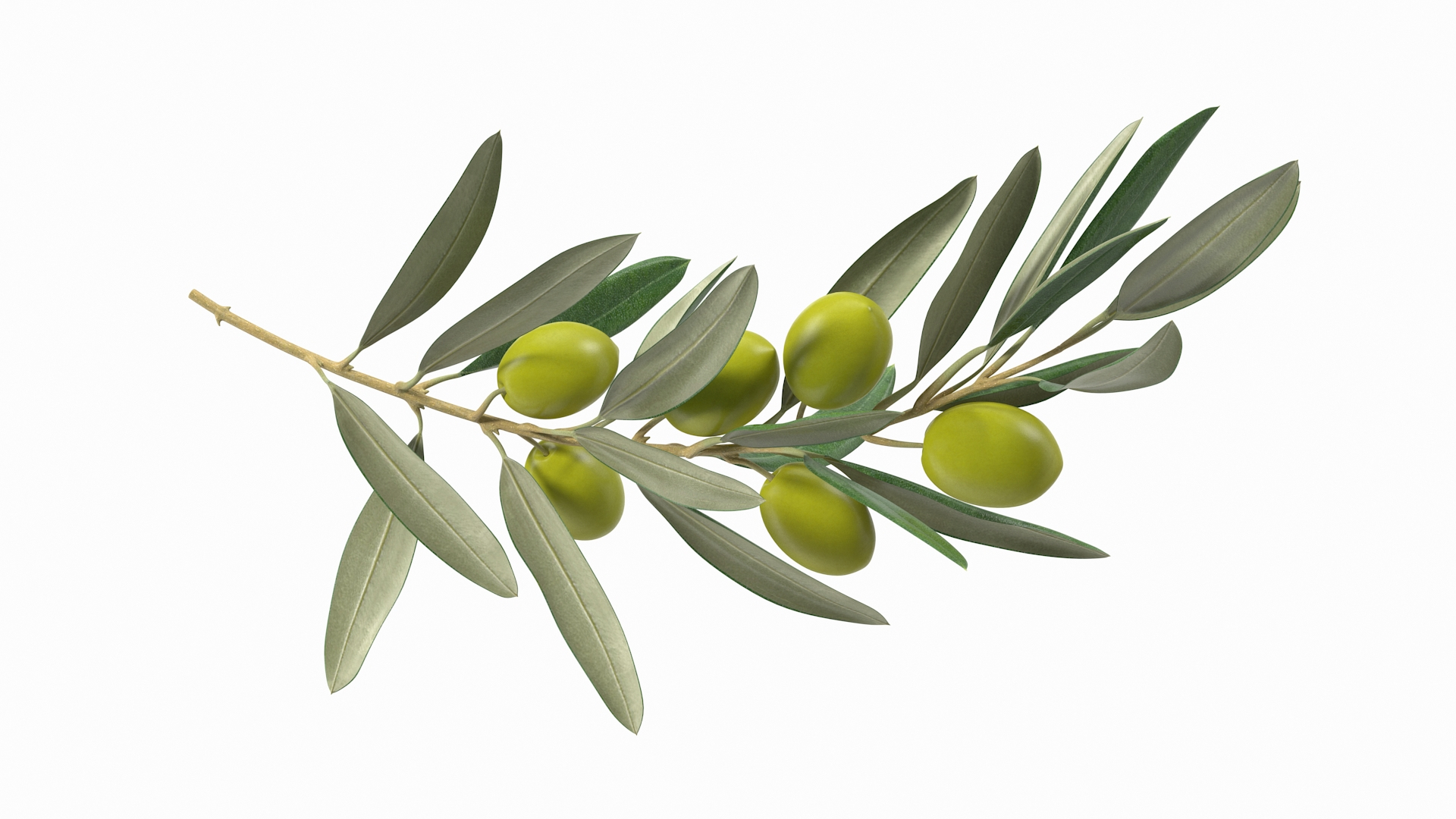 3D Olive Branch with Green Olives https://p.turbosquid.com/ts-thumb/DU/Ygy0B3/cs/olive_branch_with_green_olives_360/jpg/1660662504/1920x1080/turn_fit_q99/45cb5d2c71ad9a569aad393ffe60d829556cf14d/olive_branch_with_green_olives_360-1.jpg