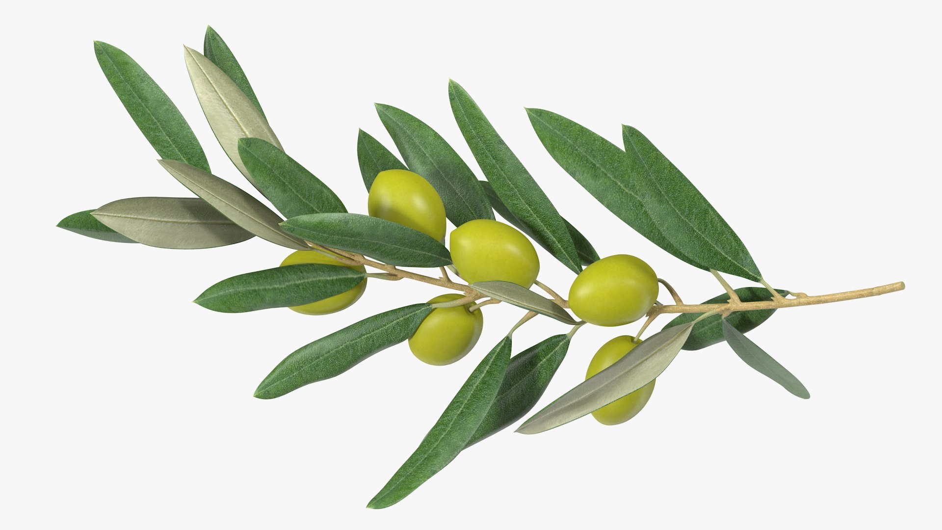 3D Olive Branch with Green Olives https://p.turbosquid.com/ts-thumb/DU/Ygy0B3/gY/olivebranchwithgreenolivesmb3dmodel009/jpg/1660662716/1920x1080/fit_q87/8bdd73e008919601b7d3cfe5d76c35ac059b1368/olivebranchwithgreenolivesmb3dmodel009.jpg