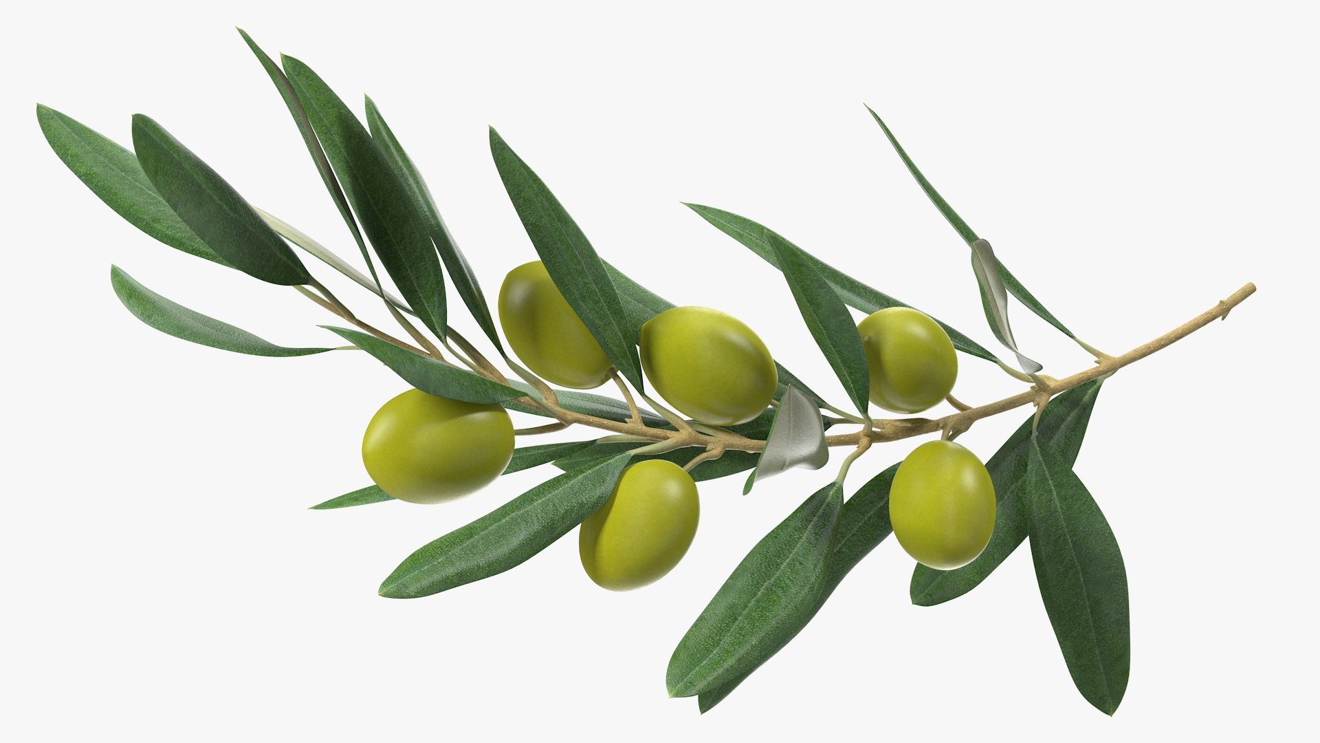 3D Olive Branch with Green Olives https://p.turbosquid.com/ts-thumb/DU/Ygy0B3/qP/olivebranchwithgreenolivesmb3dmodel005/jpg/1660662704/1920x1080/fit_q87/488cf857c8faa3366298c2b08dd18692ed2dcd6c/olivebranchwithgreenolivesmb3dmodel005.jpg