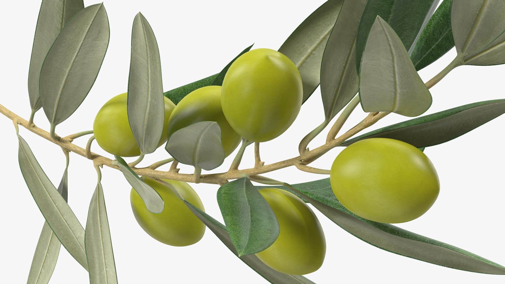 3D Olive Branch with Green Olives https://p.turbosquid.com/ts-thumb/DU/Ygy0B3/sK/olivebranchwithgreenolivesmb3dmodel012/jpg/1660662728/1920x1080/fit_q87/0f778e6463d657698ff888be680d68a12afc2ed0/olivebranchwithgreenolivesmb3dmodel012.jpg