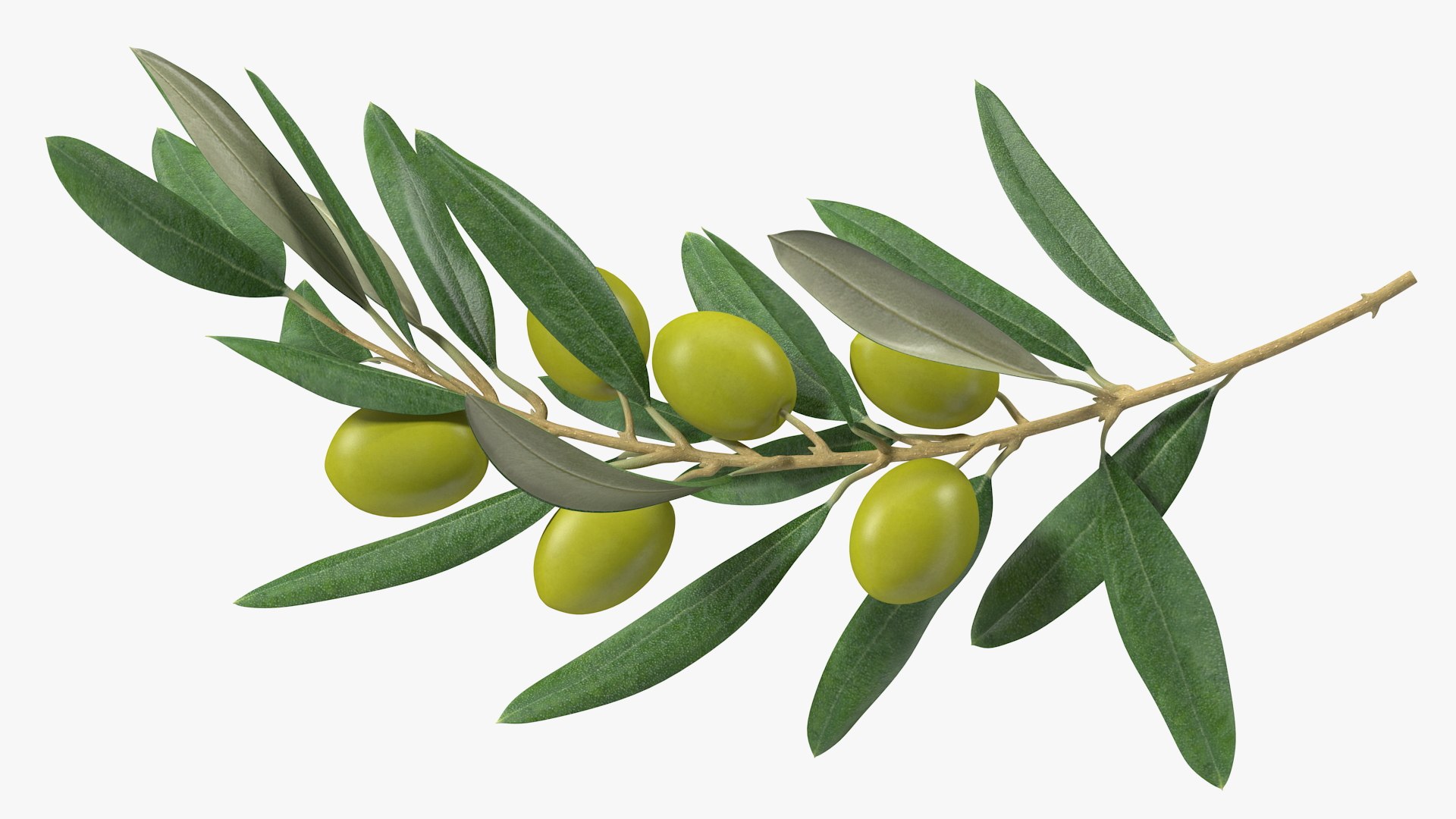 3D Olive Branch with Green Olives https://p.turbosquid.com/ts-thumb/DU/Ygy0B3/vR/olivebranchwithgreenolivesmb3dmodel008/jpg/1660662713/1920x1080/fit_q87/fee5ad4ab16d6cd9acddd909fba97c467747e91e/olivebranchwithgreenolivesmb3dmodel008.jpg