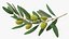 Olive Branch with Green Olives
