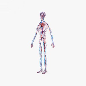 3D model circulatory human
