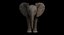 Bebê de elefante africano costurado