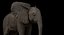 Bebê de elefante africano costurado