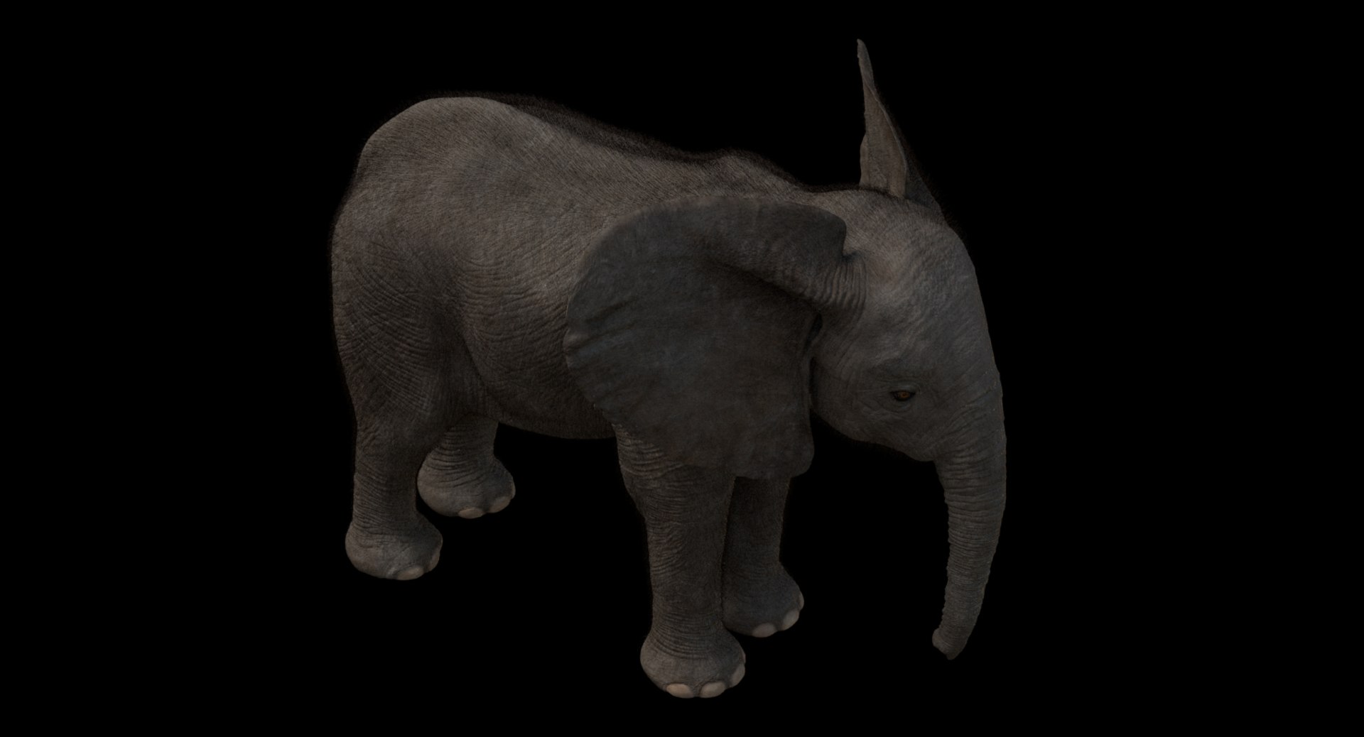 3d model african elephant baby rigged https://p.turbosquid.com/ts-thumb/DV/8aZqCI/Ag7O2fG1/shots00009/jpg/1450687980/1920x1080/fit_q87/1f261f6e64eb9fac01dc5a973316138f424d2c32/shots00009.jpg
