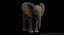Bebê de elefante africano costurado
