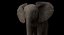 Bebê de elefante africano costurado