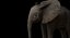 Bebê de elefante africano costurado