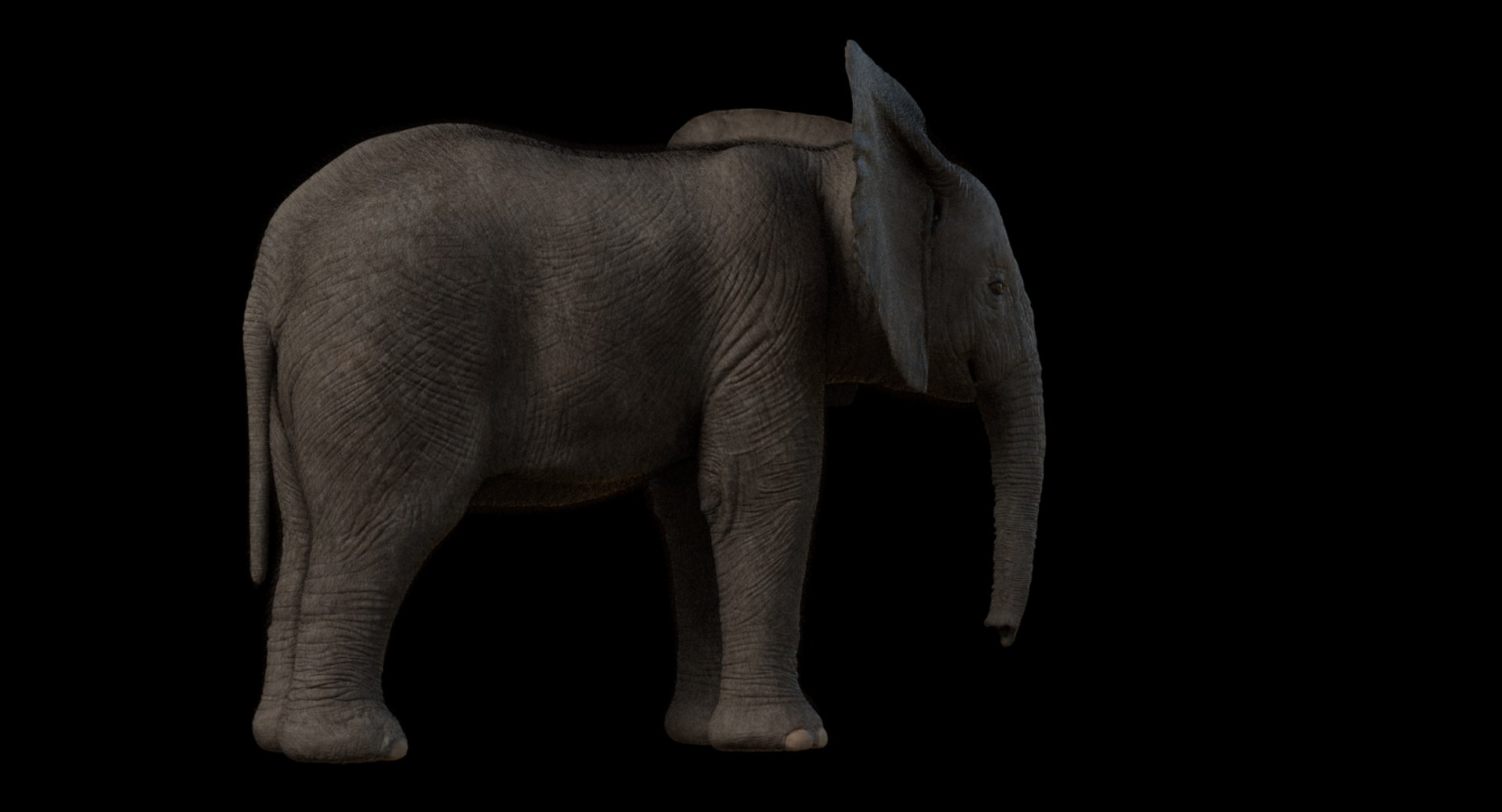 3d model african elephant baby rigged https://p.turbosquid.com/ts-thumb/DV/8aZqCI/cZxR8tr0/shots00011/jpg/1450687981/1920x1080/fit_q87/6e5ac2089387265c2575e9a06c0e3bef04148b78/shots00011.jpg