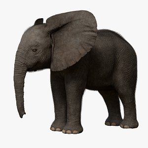 African Elephant Baby Rigged