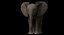 Bebê de elefante africano costurado