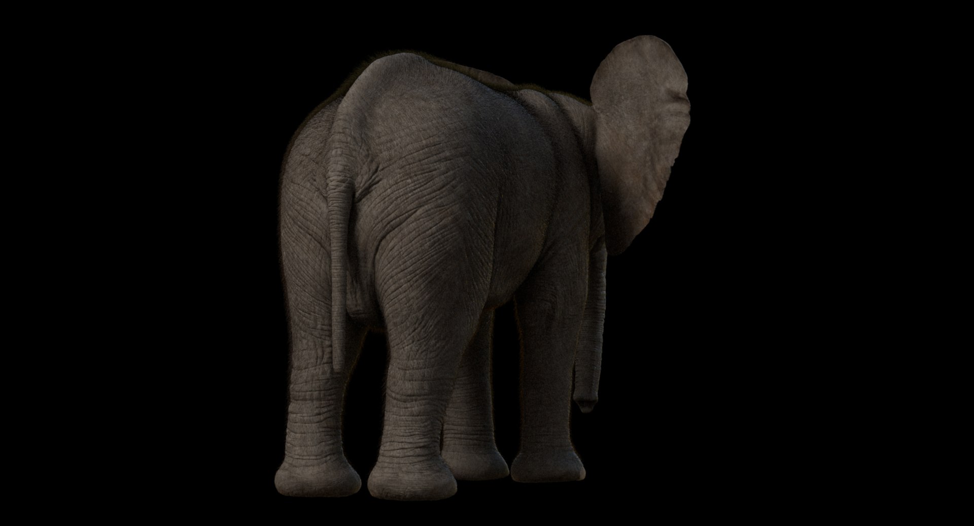 3d model african elephant baby rigged https://p.turbosquid.com/ts-thumb/DV/8aZqCI/nb5zXboi/shots00012/jpg/1450687981/1920x1080/fit_q87/f27b64990d7a77963dfba64b63168c29523da637/shots00012.jpg