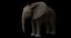 Bebê de elefante africano costurado