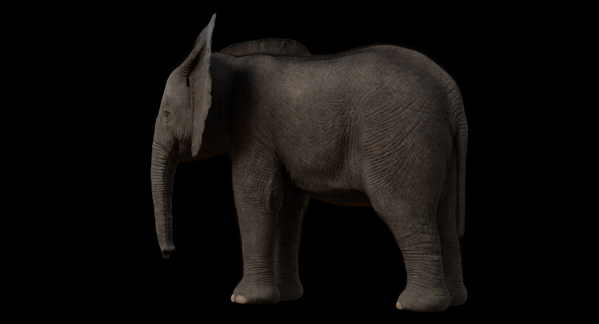 3d model african elephant baby rigged https://p.turbosquid.com/ts-thumb/DV/8aZqCI/z6kV7Va3/shots00014/jpg/1450687981/1920x1080/fit_q87/a6d6c76eeddff8b56ecb54273ea653bbee0a8656/shots00014.jpg