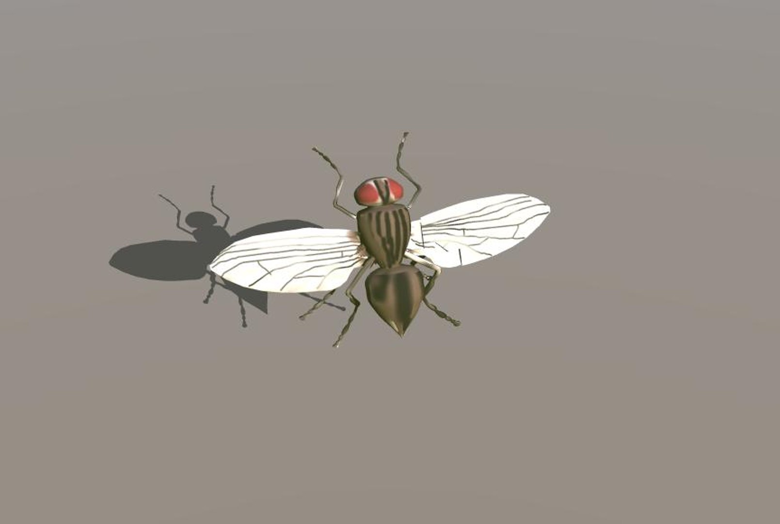 Fly 3d Model