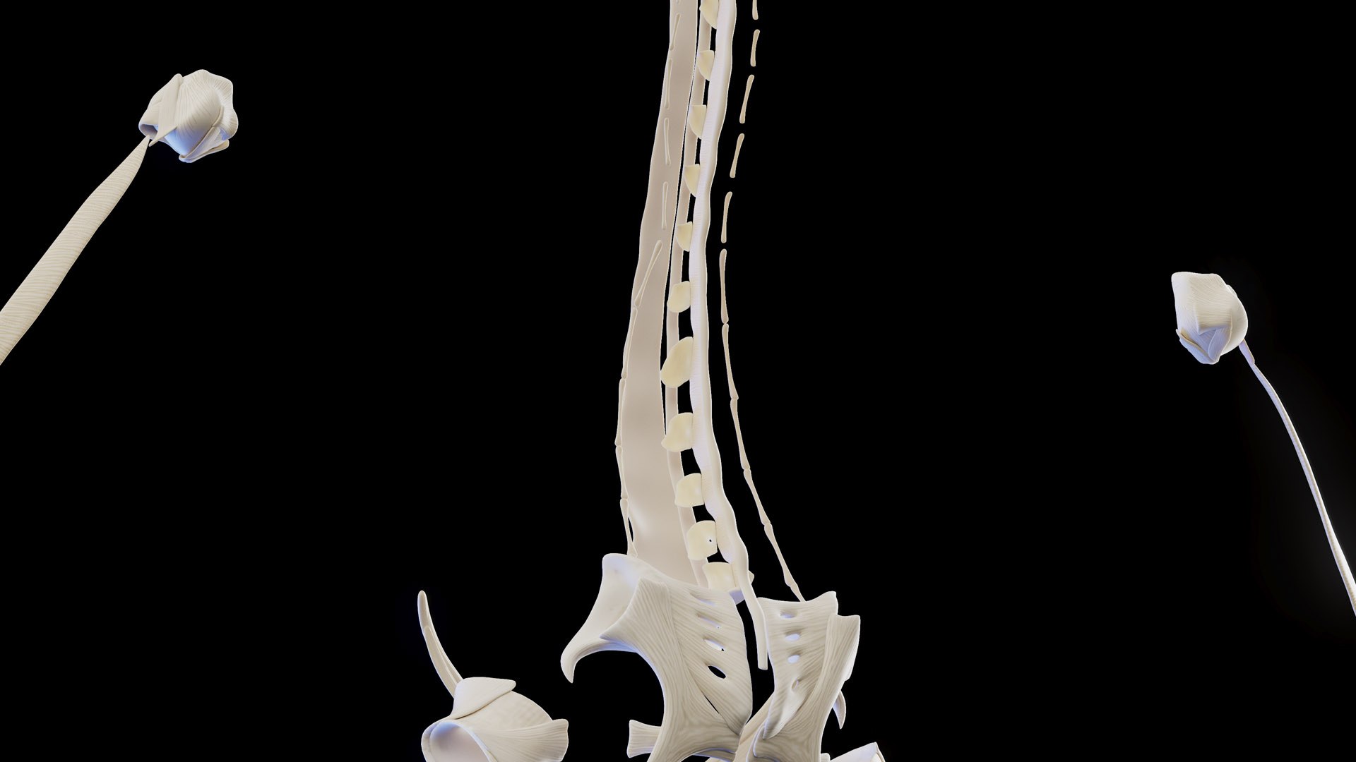 3D Human Female Ligaments - TurboSquid 2010750