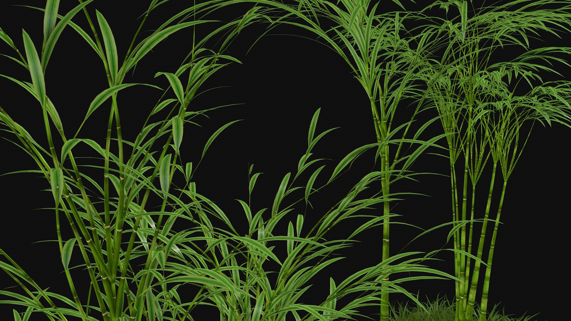3D model Three bamboos https://p.turbosquid.com/ts-thumb/DV/aUAGxM/RY/threebamboos7/jpg/1747733758/1920x1080/fit_q87/17933bc3e7c26cf00eb2101ed897834853c9ab55/threebamboos7.jpg