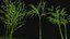 Three bamboos