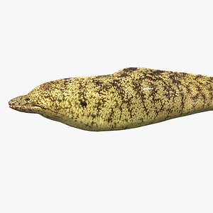 Kidako Moray - Utsubo - Gymnothorax kidako