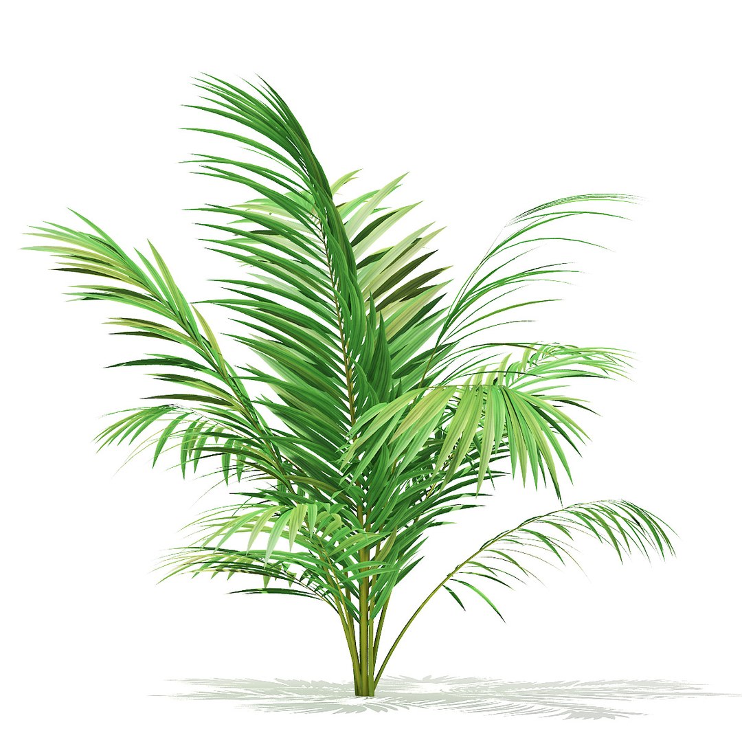 Golden cane palm tree model - TurboSquid 1354716