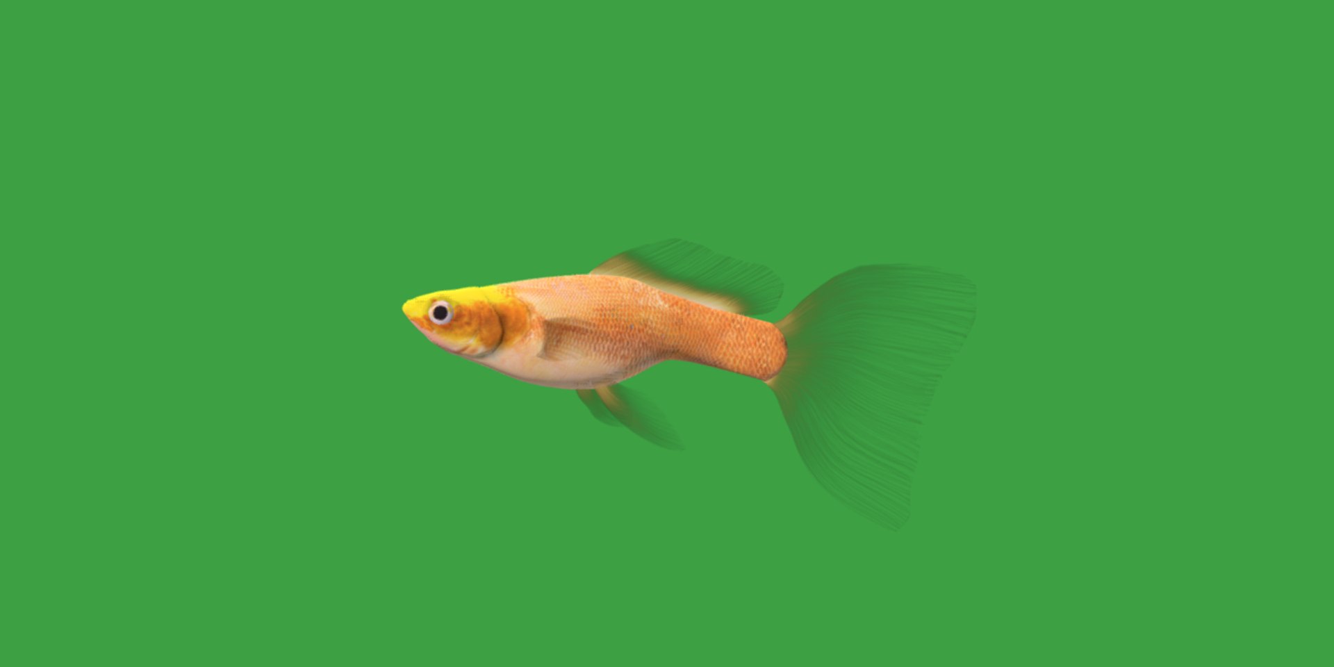 3D Guppy Fish model https://p.turbosquid.com/ts-thumb/DV/ts0nQr/3h/guppy_fish/png/1734898896/1920x1080/fit_q87/6b3a184d813eee5d46dd65ac73be56d2a7c5bfb8/guppy_fish.jpg