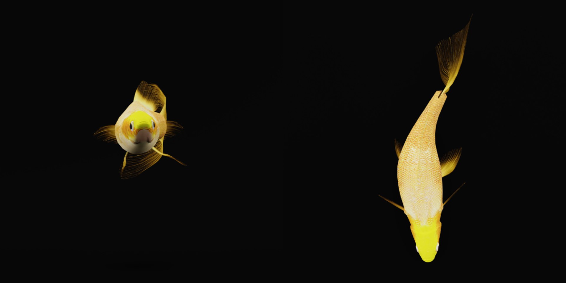 3D Guppy Fish model https://p.turbosquid.com/ts-thumb/DV/ts0nQr/Bo/guppy_fish9/png/1734898883/1920x1080/fit_q87/54d5e5c2863d53e02db15b335994f4214f3ab55b/guppy_fish9.jpg