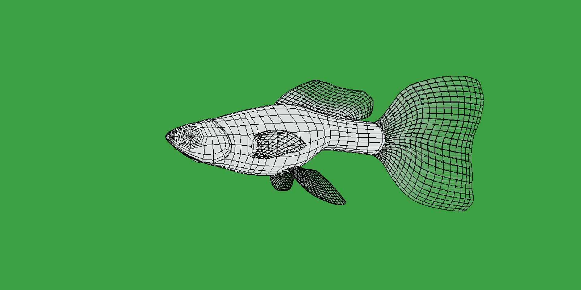 3D Guppy Fish model https://p.turbosquid.com/ts-thumb/DV/ts0nQr/FH/guppy_fish20/png/1734898891/1920x1080/fit_q87/943ba029546d8ab003f8350c783cf8aa8408ae52/guppy_fish20.jpg