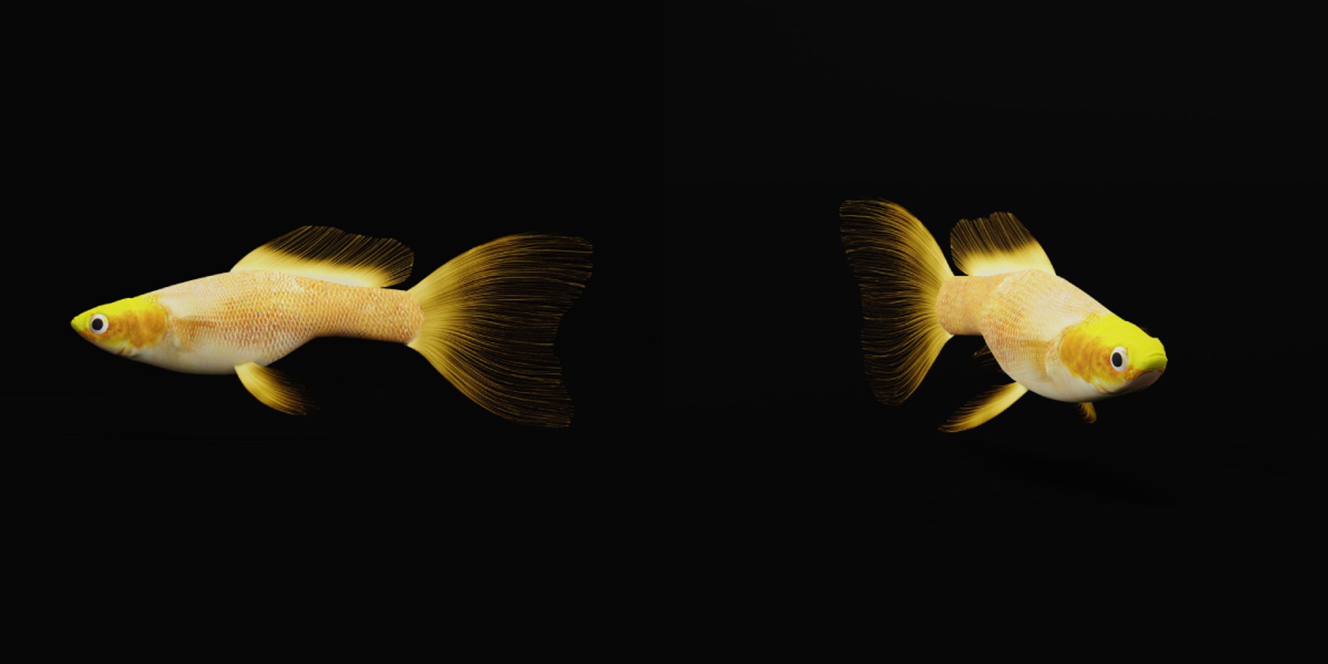3D Guppy Fish model https://p.turbosquid.com/ts-thumb/DV/ts0nQr/Ui/guppy_fish5/png/1734898919/1920x1080/fit_q87/473d08e0b942319fb598a7bf721530412a7680fb/guppy_fish5.jpg