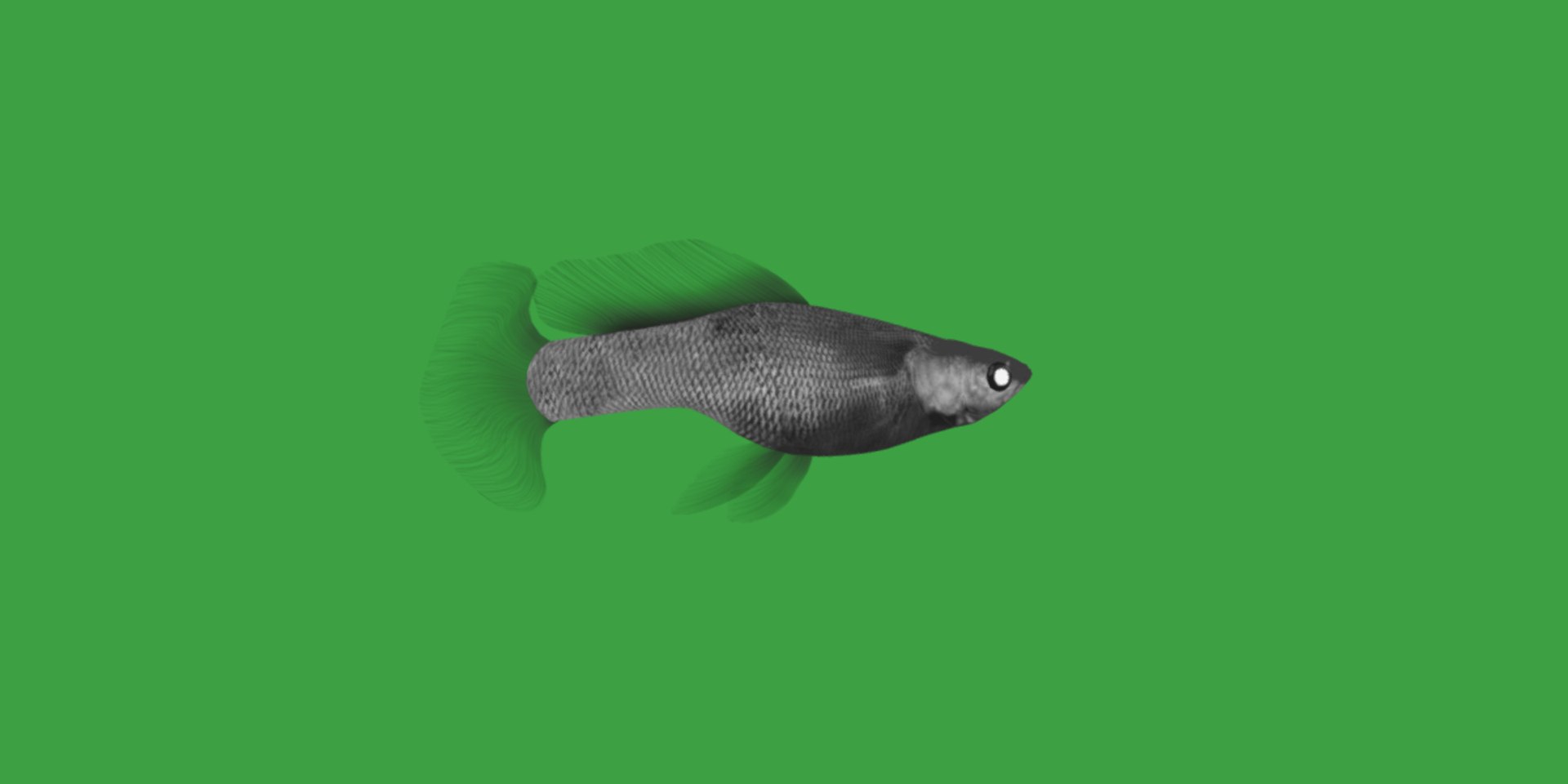 3D Guppy Fish model https://p.turbosquid.com/ts-thumb/DV/ts0nQr/Vg/guppy_fish14/png/1734898887/1920x1080/fit_q87/42db7ad733c21b1f5a19a7b1928523dfe3b26a05/guppy_fish14.jpg