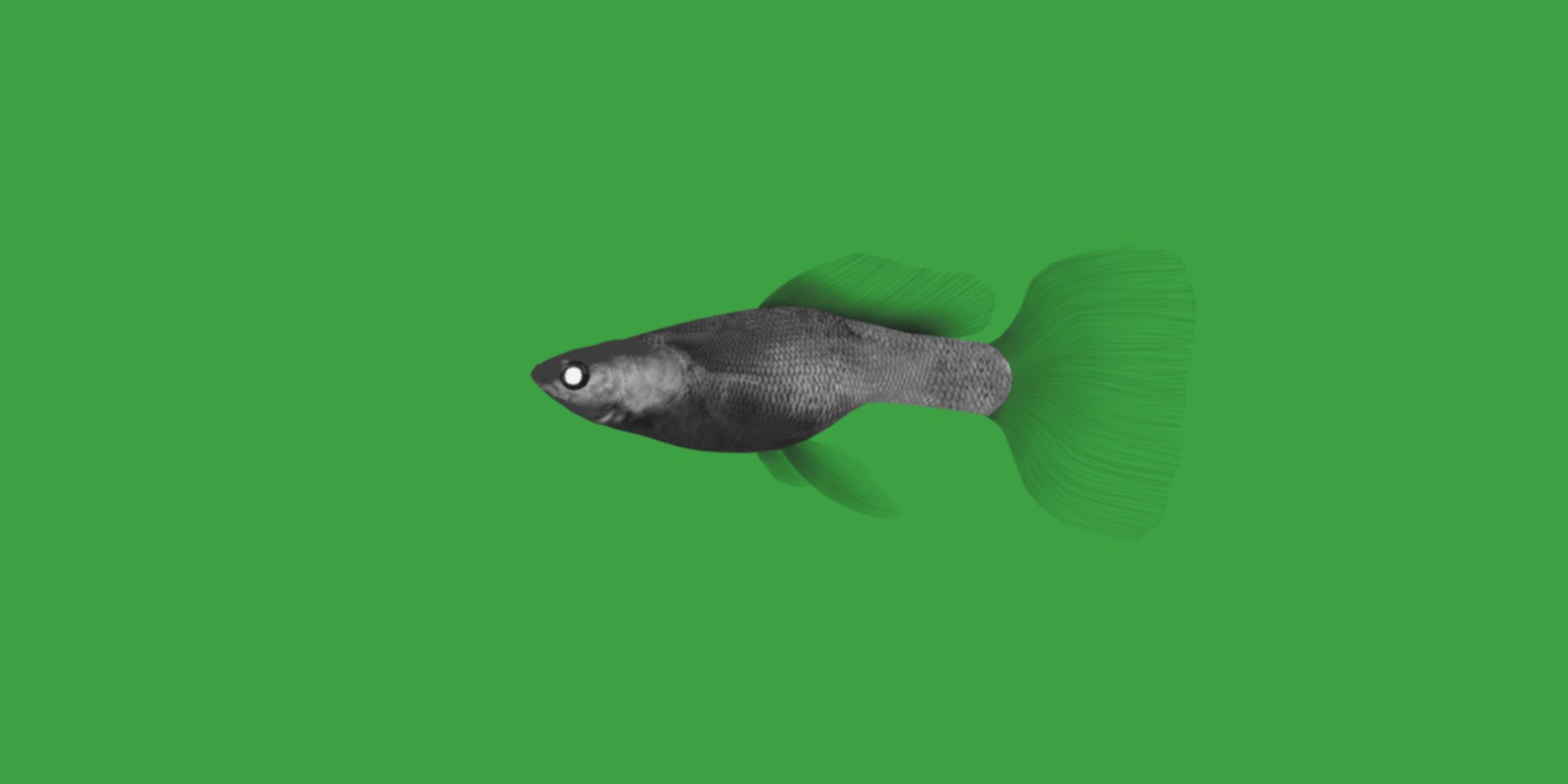 3D Guppy Fish model https://p.turbosquid.com/ts-thumb/DV/ts0nQr/Y2/guppy_fish11/png/1734898885/1920x1080/fit_q87/82c5b3acd09b67bc75f778d06353eef32fdc0167/guppy_fish11.jpg