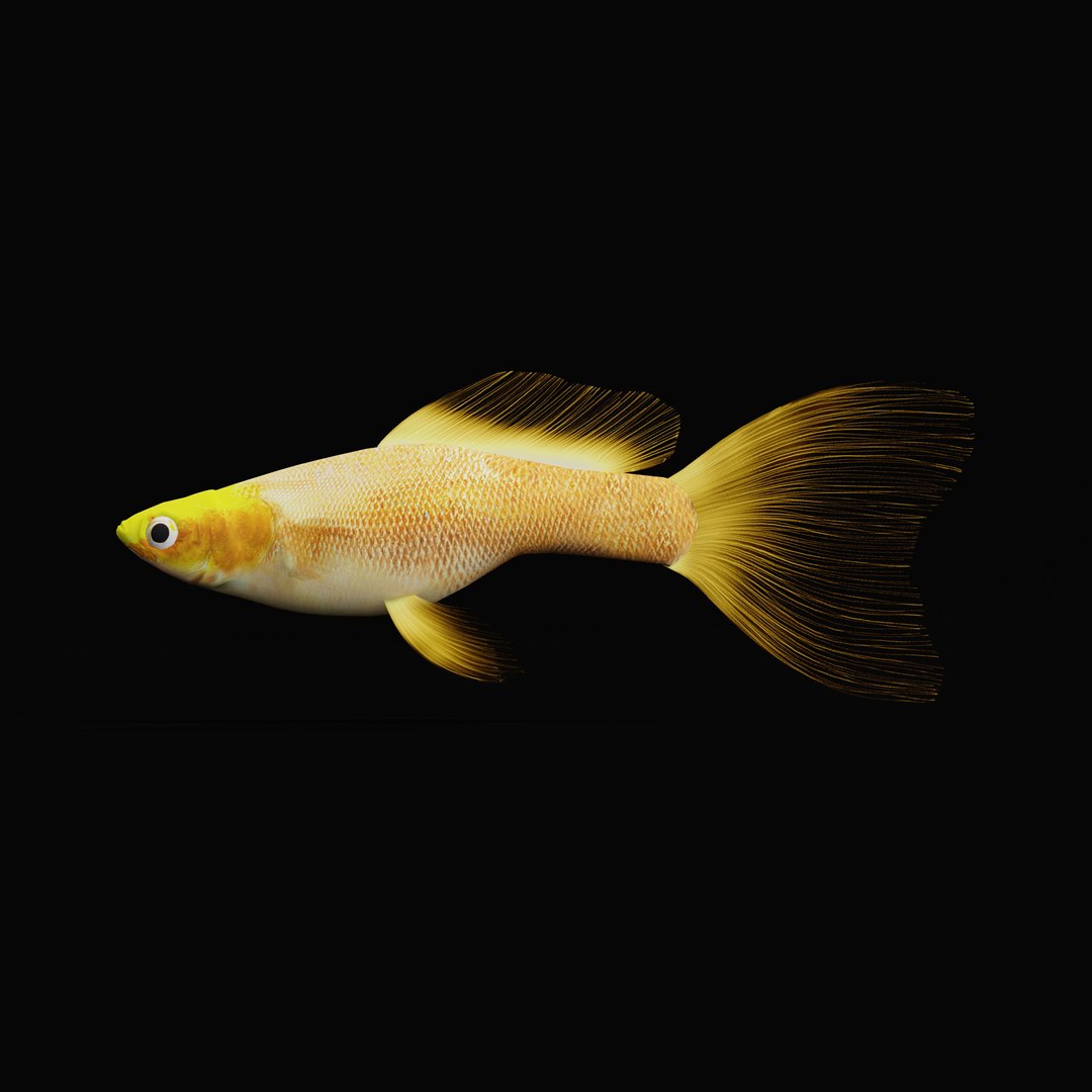 3D Guppy Fish model https://p.turbosquid.com/ts-thumb/DV/ts0nQr/bR/guppy_rig/jpg/1734898899/1920x1080/fit_q87/ec81196d90402b68b85e720cf0f75adbde82326a/guppy_rig.jpg