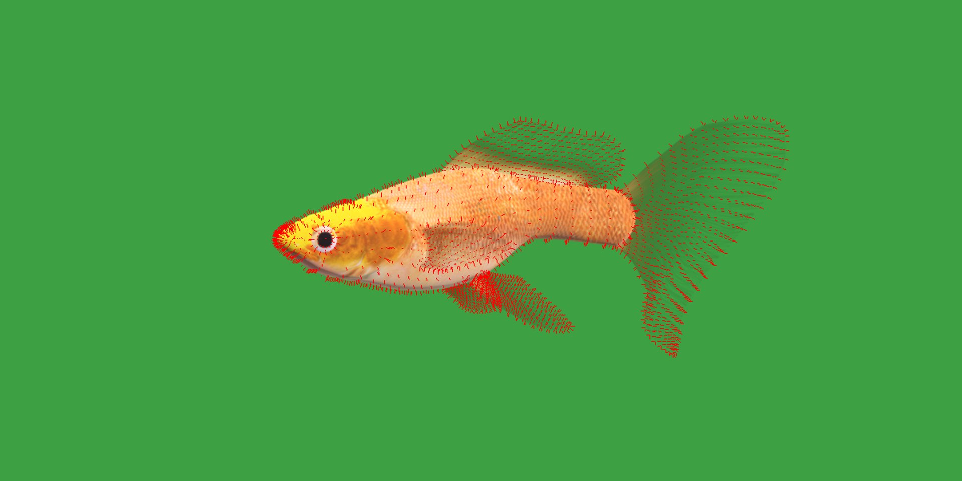 3D Guppy Fish model https://p.turbosquid.com/ts-thumb/DV/ts0nQr/cx/guppy_fish22/png/1734898893/1920x1080/fit_q87/a30ff41483830df74116011c8607a09a6b6fe552/guppy_fish22.jpg