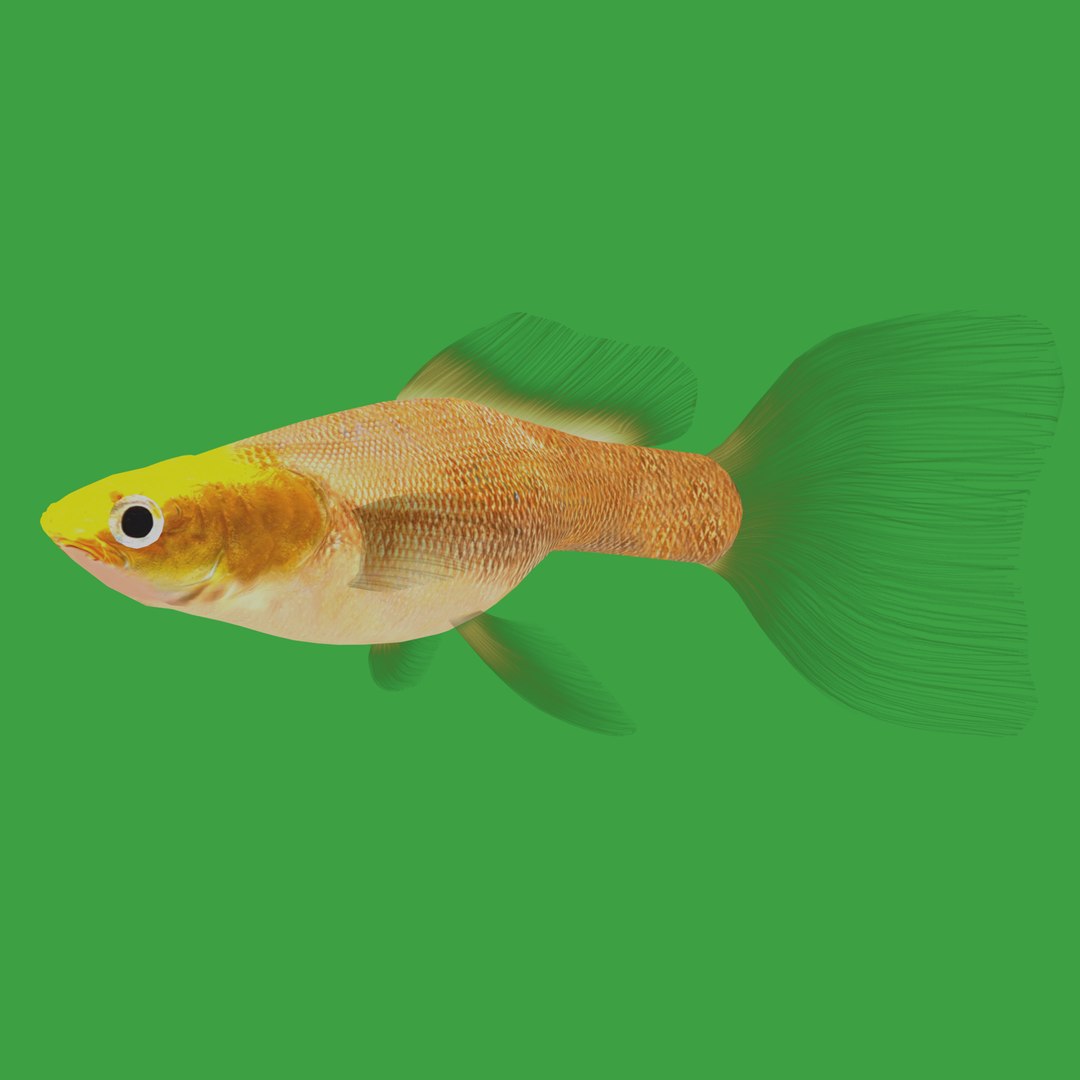 3D Guppy Fish model https://p.turbosquid.com/ts-thumb/DV/ts0nQr/fm/guppy_fish26/png/1734898903/1920x1080/fit_q87/45a5bdb44a948665569d13bd1cf8052763d239fb/guppy_fish26.jpg