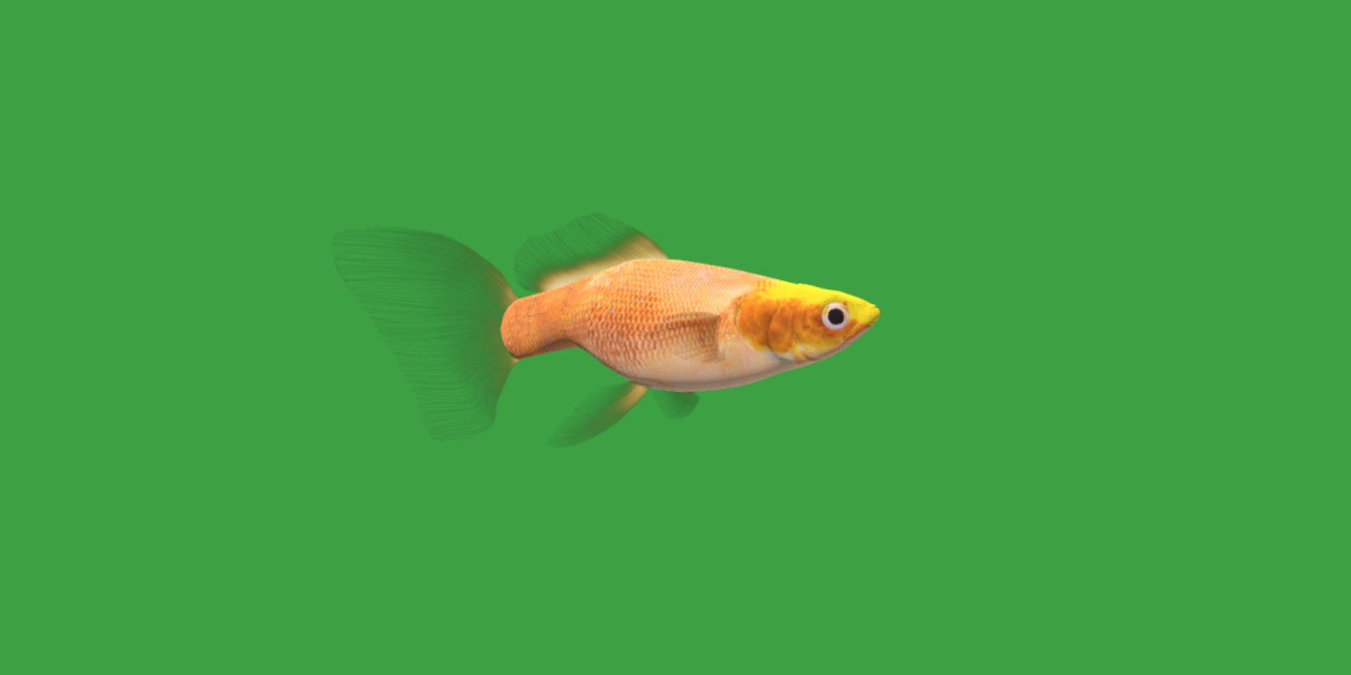 3D Guppy Fish model https://p.turbosquid.com/ts-thumb/DV/ts0nQr/gi/guppy_fish3/png/1734898915/1920x1080/fit_q87/dffaf38ec6710ab46264120b173bbf97fefe0ef4/guppy_fish3.jpg