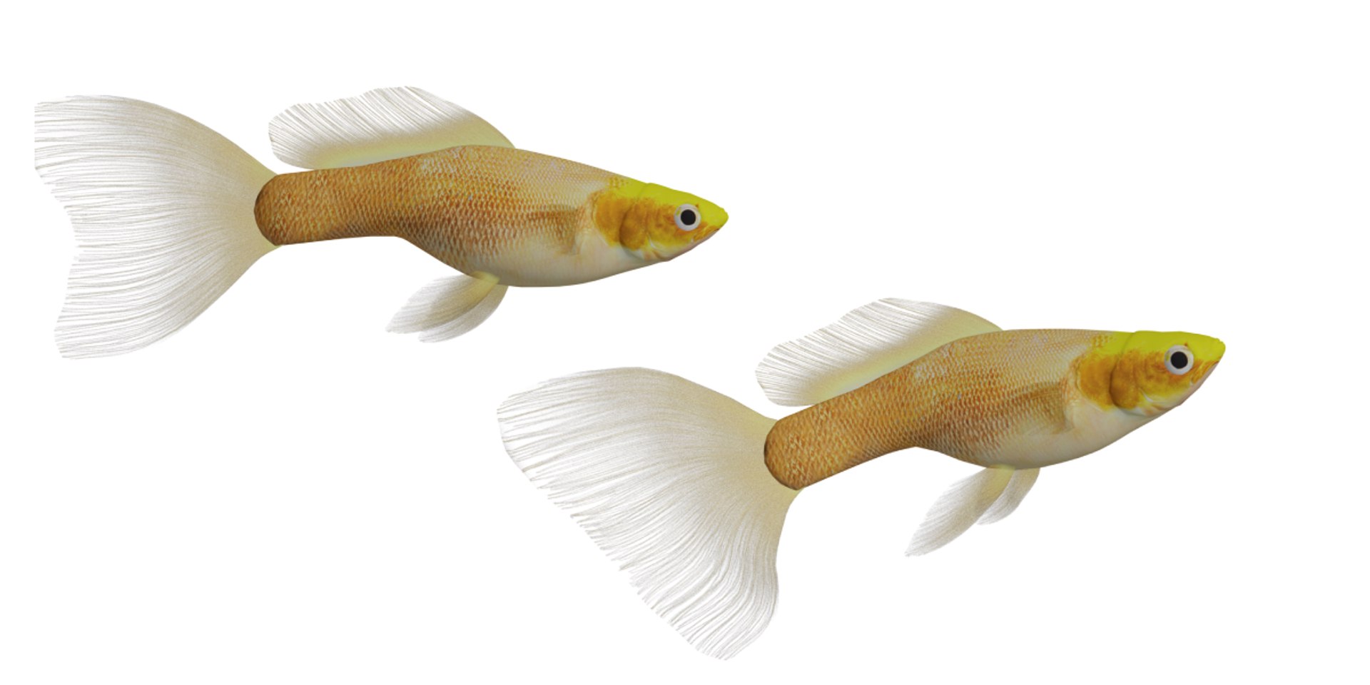 3D Guppy Fish model https://p.turbosquid.com/ts-thumb/DV/ts0nQr/my/guppy_fish1/png/1734898912/1920x1080/fit_q87/b1f6f6489ca350a11dbf49403b04aba1b4ffd198/guppy_fish1.jpg