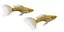 Guppy Fish