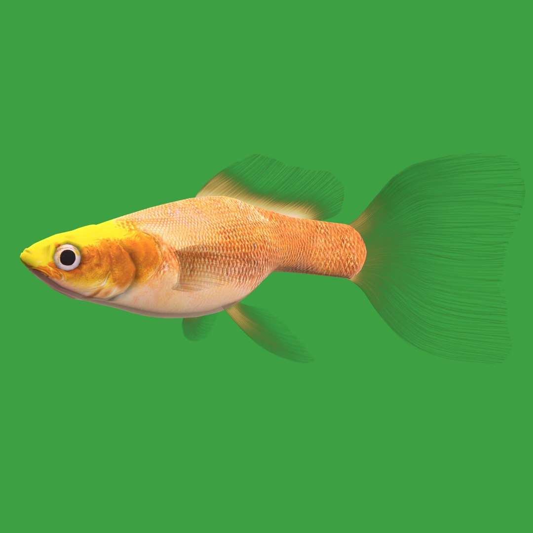 3D Guppy Fish model https://p.turbosquid.com/ts-thumb/DV/ts0nQr/nE/guppy_fish25/png/1734898899/1920x1080/fit_q87/ee78c333cc4efac7e4fc722ccc0e301ffc51414a/guppy_fish25.jpg