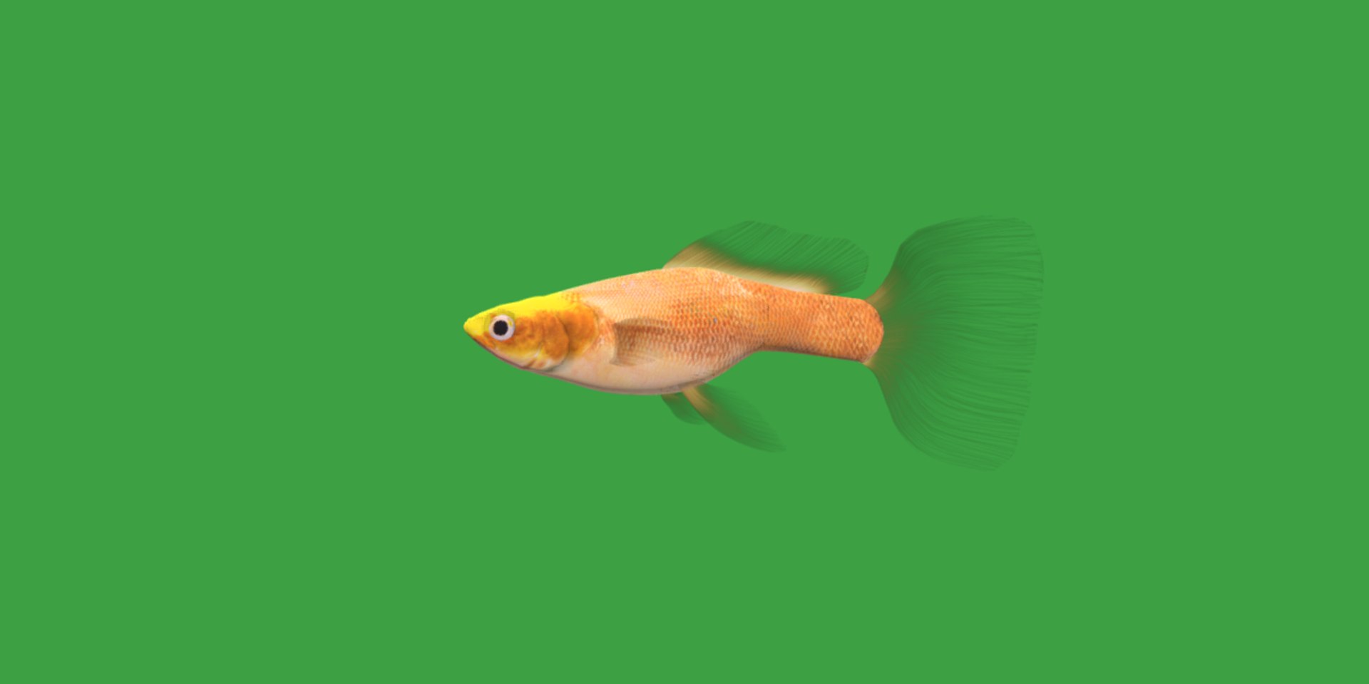 3D Guppy Fish model https://p.turbosquid.com/ts-thumb/DV/ts0nQr/qK/guppy_fish8/png/1734898883/1920x1080/fit_q87/2f0190c099fee818293022f711dffa2a5c85d021/guppy_fish8.jpg