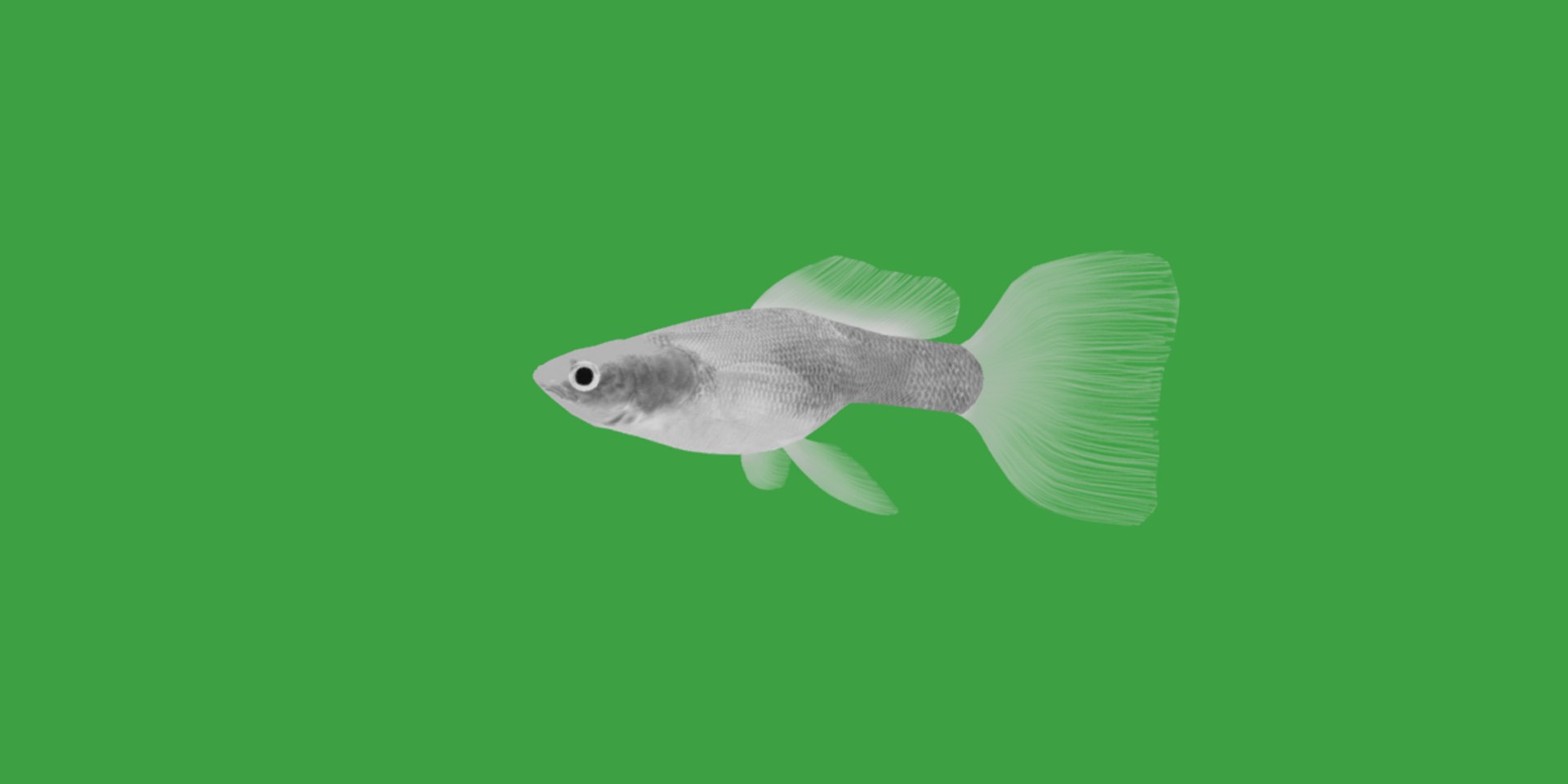 3D Guppy Fish model https://p.turbosquid.com/ts-thumb/DV/ts0nQr/r2/guppy_fish17/png/1734898889/1920x1080/fit_q87/7306a6cfd90ca253f3fe4ef3d666f118b367246f/guppy_fish17.jpg