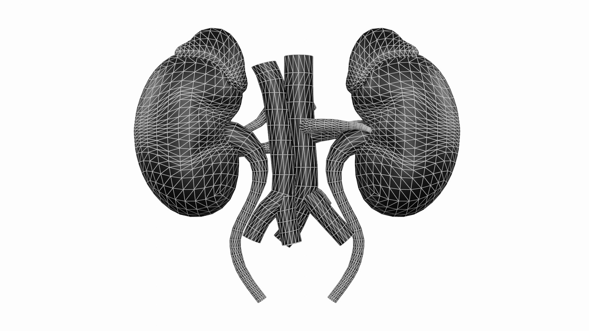 3D Human Kidneys 3D Model - Realistic Human Kidneys Anatomy ...