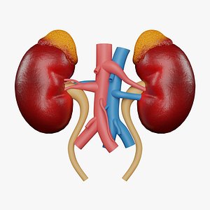 Human Kidneys 3D Model - Realistic Human Kidneys Anatomy