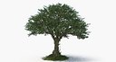 Tree (2)