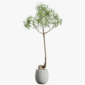 3D AV HousePlants Japandi Decorative Minimalism Ficus Dracaena Marginata19