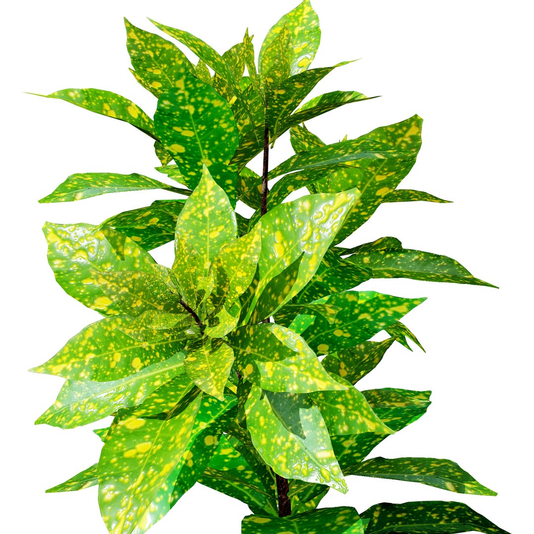 3D Model Low Poly Tropical Croton Plant Asset With Free Tutorial